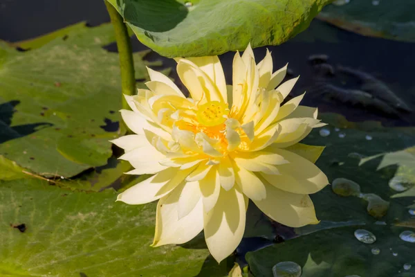 Blooming Lotus Flower Water Lily Public Gardens — Stock Photo, Image