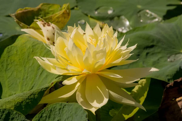 Blooming Lotus Flower Water Lily Public Gardens — Stock Photo, Image