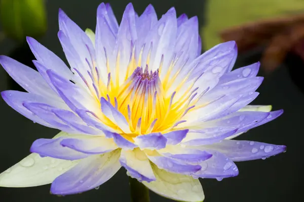 Blooming Lotus Flower Water Lily Public Gardens — Stock Photo, Image