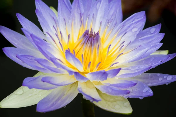 Blooming Lotus Flower Water Lily Public Gardens — Stock Photo, Image