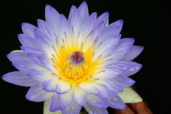 Nilüfer Çiçeği Nilüfer Çiçeği Kamu Bahçelerinde — Stok fotoğraf