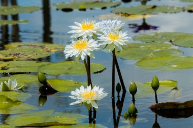 Nilüfer çiçeği ya da nilüfer çiçeği kamu bahçelerinde.