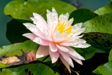 Nilüfer çiçeği ya da nilüfer çiçeği kamu bahçelerinde.