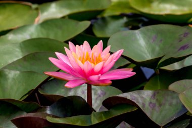 Nilüfer çiçeği ya da nilüfer çiçeği kamu bahçelerinde.