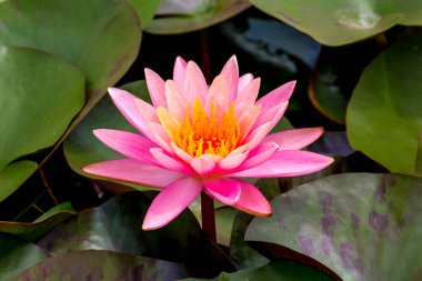 Nilüfer çiçeği ya da nilüfer çiçeği kamu bahçelerinde.