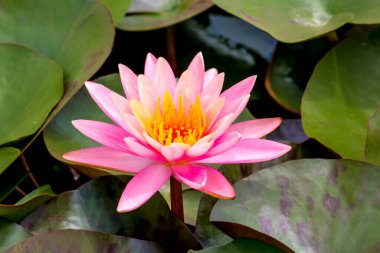 Nilüfer çiçeği ya da nilüfer çiçeği kamu bahçelerinde.