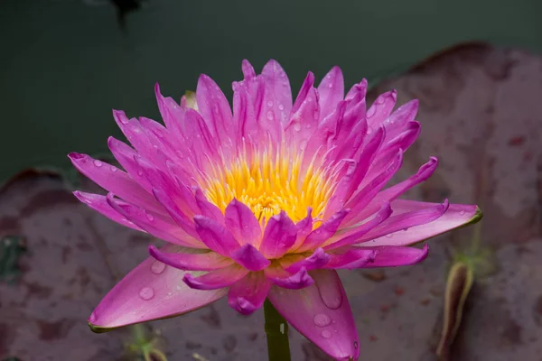 Flor Lótus Florescente Lírio Água Jardins Públicos — Fotografia de Stock