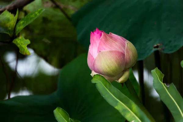 Blommande Lotus Blomma Eller Näckros Offentliga Trädgårdar — Stockfoto