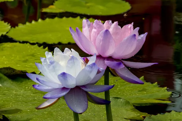 莲花或百合花在公共花园盛开 — 图库照片