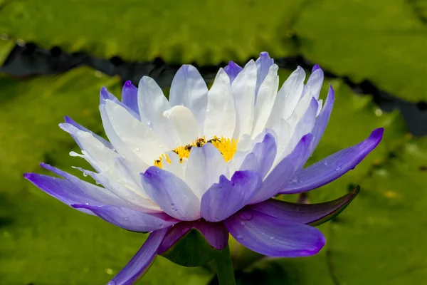 Blooming Lotus Flower Water Lily Public Gardens — Stock Photo, Image