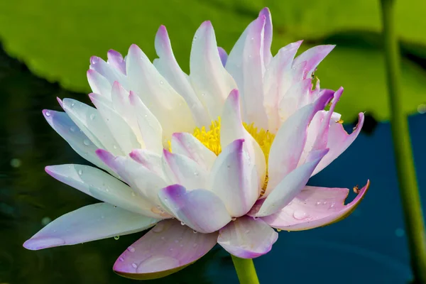 Blooming Lotus Flower Water Lily Public Gardens — Stock Photo, Image