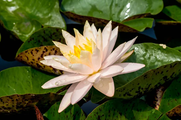 Flor Flor Loto Lirio Agua Jardines Públicos —  Fotos de Stock