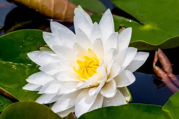 Blooming Lotus Flower Water Lily Public Gardens — Stock Photo, Image