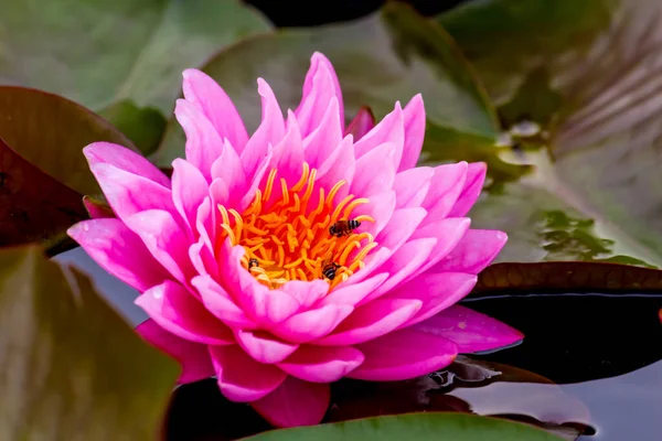 Blooming Lotus Flower Water Lily Public Gardens — Stock Photo, Image