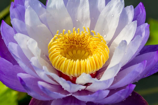 Blooming Lotus Flower Water Lily Public Gardens — Stock Photo, Image