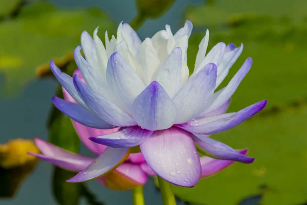 Kvetoucí Lotosový Květ Nebo Vodní Leknín Veřejných Zahradách — Stock fotografie
