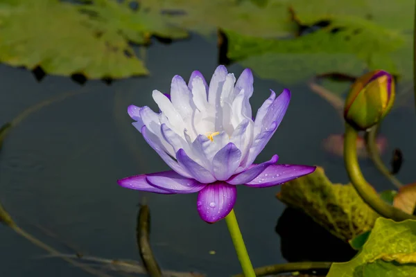 Kwitnący Kwiat Lotosu Lub Lilia Wodna Ogrodach Publicznych — Zdjęcie stockowe