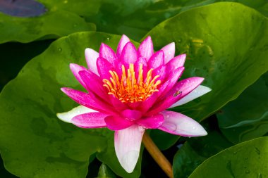 Bu güzel nilüfer çiçeği ya da nilüfer çiçeği derin mavi su yüzeyinin zengin renkleri tarafından iltifat edilir. Doymuş renkler ve canlı detaylar bunu neredeyse gerçeküstü bir görüntü yapar..