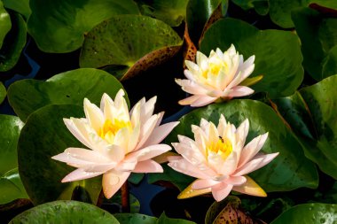 Bu güzel nilüfer çiçeği ya da nilüfer çiçeği derin mavi su yüzeyinin zengin renkleri tarafından iltifat edilir. Doymuş renkler ve canlı detaylar bunu neredeyse gerçeküstü bir görüntü yapar..