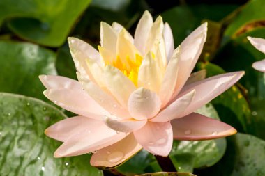 Bu güzel nilüfer çiçeği ya da nilüfer çiçeği derin mavi su yüzeyinin zengin renkleri tarafından iltifat edilir. Doymuş renkler ve canlı detaylar bunu neredeyse gerçeküstü bir görüntü yapar..