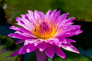 Bu güzel nilüfer çiçeği ya da nilüfer çiçeği derin mavi su yüzeyinin zengin renkleri tarafından iltifat edilir. Doymuş renkler ve canlı detaylar bunu neredeyse gerçeküstü bir görüntü yapar..