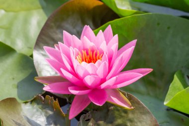 Bu güzel nilüfer çiçeği ya da nilüfer çiçeği derin mavi su yüzeyinin zengin renkleri tarafından iltifat edilir. Doymuş renkler ve canlı detaylar bunu neredeyse gerçeküstü bir görüntü yapar..