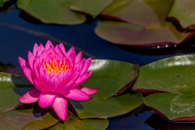 Bu güzel nilüfer çiçeği ya da nilüfer çiçeği derin mavi su yüzeyinin zengin renkleri tarafından iltifat edilir. Doymuş renkler ve canlı detaylar bunu neredeyse gerçeküstü bir görüntü yapar..