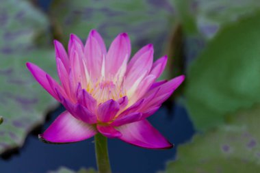 Bu güzel nilüfer çiçeği ya da nilüfer çiçeği derin mavi su yüzeyinin zengin renkleri tarafından iltifat edilir. Doymuş renkler ve canlı detaylar bunu neredeyse gerçeküstü bir görüntü yapar..