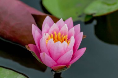 Bu güzel nilüfer çiçeği ya da nilüfer çiçeği derin mavi su yüzeyinin zengin renkleri tarafından iltifat edilir. Doymuş renkler ve canlı detaylar bunu neredeyse gerçeküstü bir görüntü yapar..