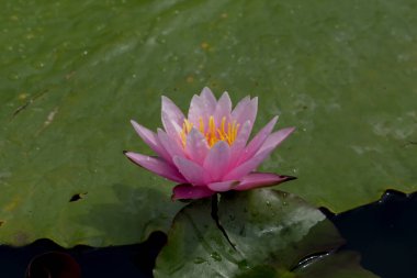 Bu güzel nilüfer çiçeği ya da nilüfer çiçeği derin mavi su yüzeyinin zengin renkleri tarafından iltifat edilir. Doymuş renkler ve canlı detaylar bunu neredeyse gerçeküstü bir görüntü yapar..
