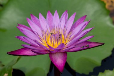 Bu güzel nilüfer çiçeği ya da nilüfer çiçeği derin mavi su yüzeyinin zengin renkleri tarafından iltifat edilir. Doymuş renkler ve canlı detaylar bunu neredeyse gerçeküstü bir görüntü yapar..