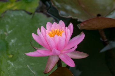 Bu güzel nilüfer çiçeği ya da nilüfer çiçeği derin mavi su yüzeyinin zengin renkleri tarafından iltifat edilir. Doymuş renkler ve canlı detaylar bunu neredeyse gerçeküstü bir görüntü yapar..