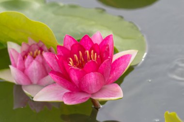 Bu güzel nilüfer çiçeği ya da nilüfer çiçeği derin mavi su yüzeyinin zengin renkleri tarafından iltifat edilir. Doymuş renkler ve canlı detaylar bunu neredeyse gerçeküstü bir görüntü yapar..