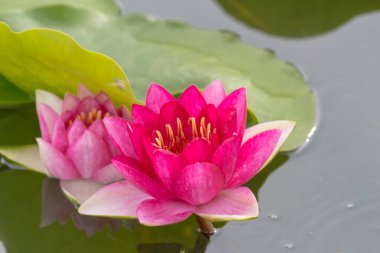 Bu güzel nilüfer çiçeği ya da nilüfer çiçeği derin mavi su yüzeyinin zengin renkleri tarafından iltifat edilir. Doymuş renkler ve canlı detaylar bunu neredeyse gerçeküstü bir görüntü yapar..