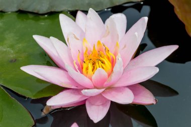 Bu güzel nilüfer çiçeği ya da nilüfer çiçeği derin mavi su yüzeyinin zengin renkleri tarafından iltifat edilir. Doymuş renkler ve canlı detaylar bunu neredeyse gerçeküstü bir görüntü yapar..