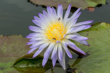 Bu güzel nilüfer çiçeği ya da nilüfer çiçeği derin mavi su yüzeyinin zengin renkleri tarafından iltifat edilir. Doymuş renkler ve canlı detaylar bunu neredeyse gerçeküstü bir görüntü yapar..