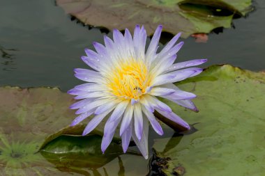 Bu güzel nilüfer çiçeği ya da nilüfer çiçeği derin mavi su yüzeyinin zengin renkleri tarafından iltifat edilir. Doymuş renkler ve canlı detaylar bunu neredeyse gerçeküstü bir görüntü yapar..