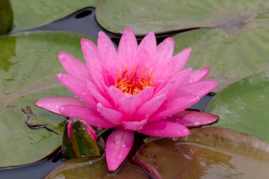 Bu güzel nilüfer çiçeği ya da nilüfer çiçeği derin mavi su yüzeyinin zengin renkleri tarafından iltifat edilir. Doymuş renkler ve canlı detaylar bunu neredeyse gerçeküstü bir görüntü yapar..