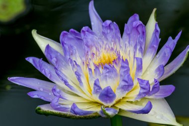 Bu güzel nilüfer çiçeği ya da nilüfer çiçeği derin mavi su yüzeyinin zengin renkleri tarafından iltifat edilir. Doymuş renkler ve canlı detaylar bunu neredeyse gerçeküstü bir görüntü yapar..