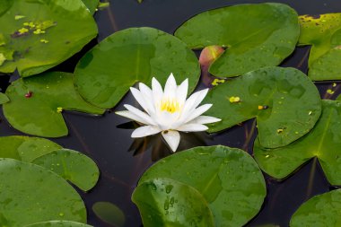 Bu güzel nilüfer çiçeği ya da nilüfer çiçeği zengin renkler tarafından iltifat edilir. Doymuş renkler ve canlı detaylar bunu neredeyse gerçeküstü bir görüntü yapar..