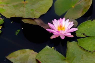 Bu güzel nilüfer çiçeği ya da nilüfer çiçeği zengin renkler tarafından iltifat edilir. Doymuş renkler ve canlı detaylar bunu neredeyse gerçeküstü bir görüntü yapar..