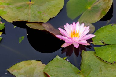 Bu güzel nilüfer çiçeği ya da nilüfer çiçeği zengin renkler tarafından iltifat edilir. Doymuş renkler ve canlı detaylar bunu neredeyse gerçeküstü bir görüntü yapar..