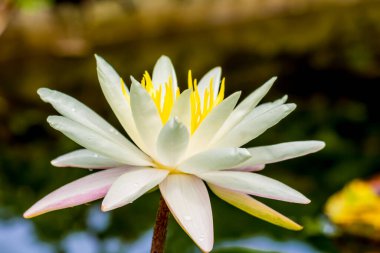 Bu güzel nilüfer çiçeği ya da nilüfer çiçeği zengin renkler tarafından iltifat edilir. Doymuş renkler ve canlı detaylar bunu neredeyse gerçeküstü bir görüntü yapar..