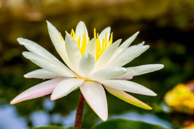 Bu güzel nilüfer çiçeği ya da nilüfer çiçeği zengin renkler tarafından iltifat edilir. Doymuş renkler ve canlı detaylar bunu neredeyse gerçeküstü bir görüntü yapar..