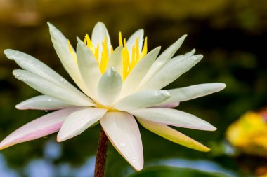 Bu güzel nilüfer çiçeği ya da nilüfer çiçeği zengin renkler tarafından iltifat edilir. Doymuş renkler ve canlı detaylar bunu neredeyse gerçeküstü bir görüntü yapar..