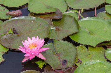 Bu güzel nilüfer çiçeği ya da nilüfer çiçeği zengin renkler tarafından iltifat edilir. Doymuş renkler ve canlı detaylar bunu neredeyse gerçeküstü bir görüntü yapar..