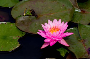 Bu güzel nilüfer çiçeği ya da nilüfer çiçeği zengin renkler tarafından iltifat edilir. Doymuş renkler ve canlı detaylar bunu neredeyse gerçeküstü bir görüntü yapar..