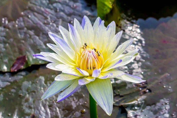 Ten Piękny Kwiat Lilii Wodnej Lub Lotosu Jest Uzupełniona Przez — Zdjęcie stockowe