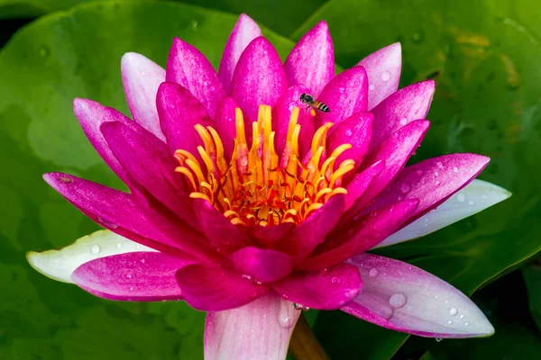 Esta Bela Flor Lírio Lótus Complementada Pelas Cores Ricas Superfície — Fotografia de Stock