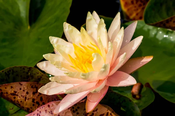 Tato Krásná Vodní Lilie Nebo Lotosový Květ Kompliment Bohaté Barvy — Stock fotografie